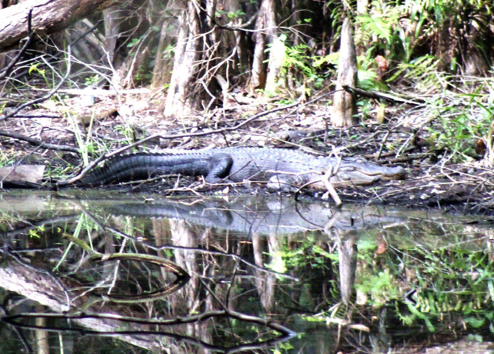 Wildlife Moment May 17 E